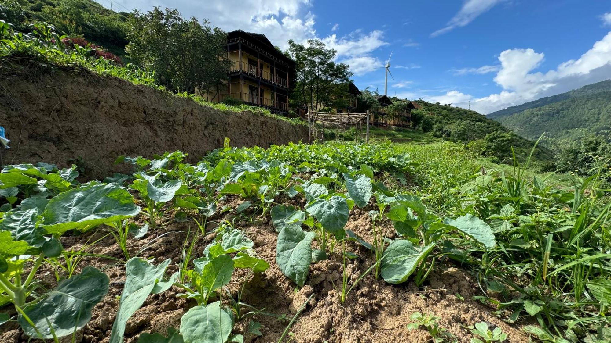 Wangdue Ecolodge Wangdue Phodrang Exterior photo